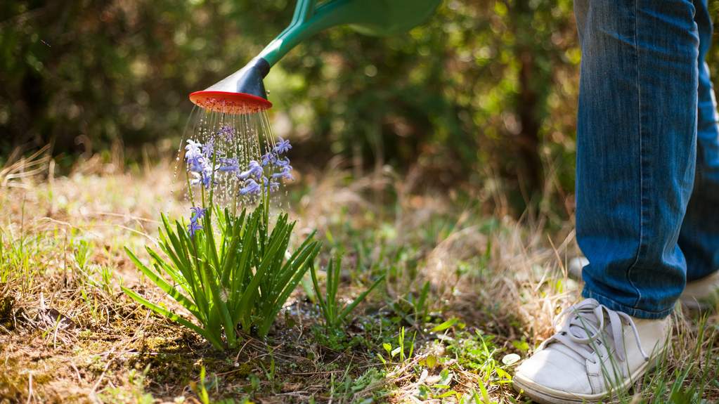 Older man tending a garden in warm morning light, relaxed and unhurried